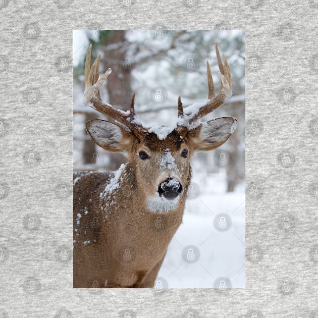 White-tailed buck in snow by Jim Cumming